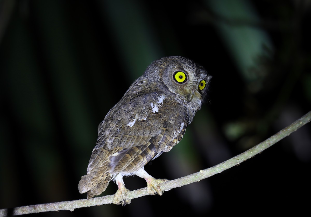 Oriental Scops-Owl - ML618916829