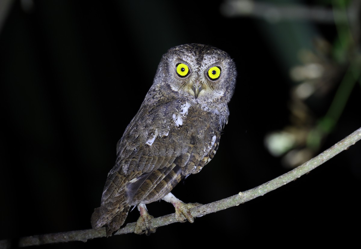 Oriental Scops-Owl - Wayne Paes