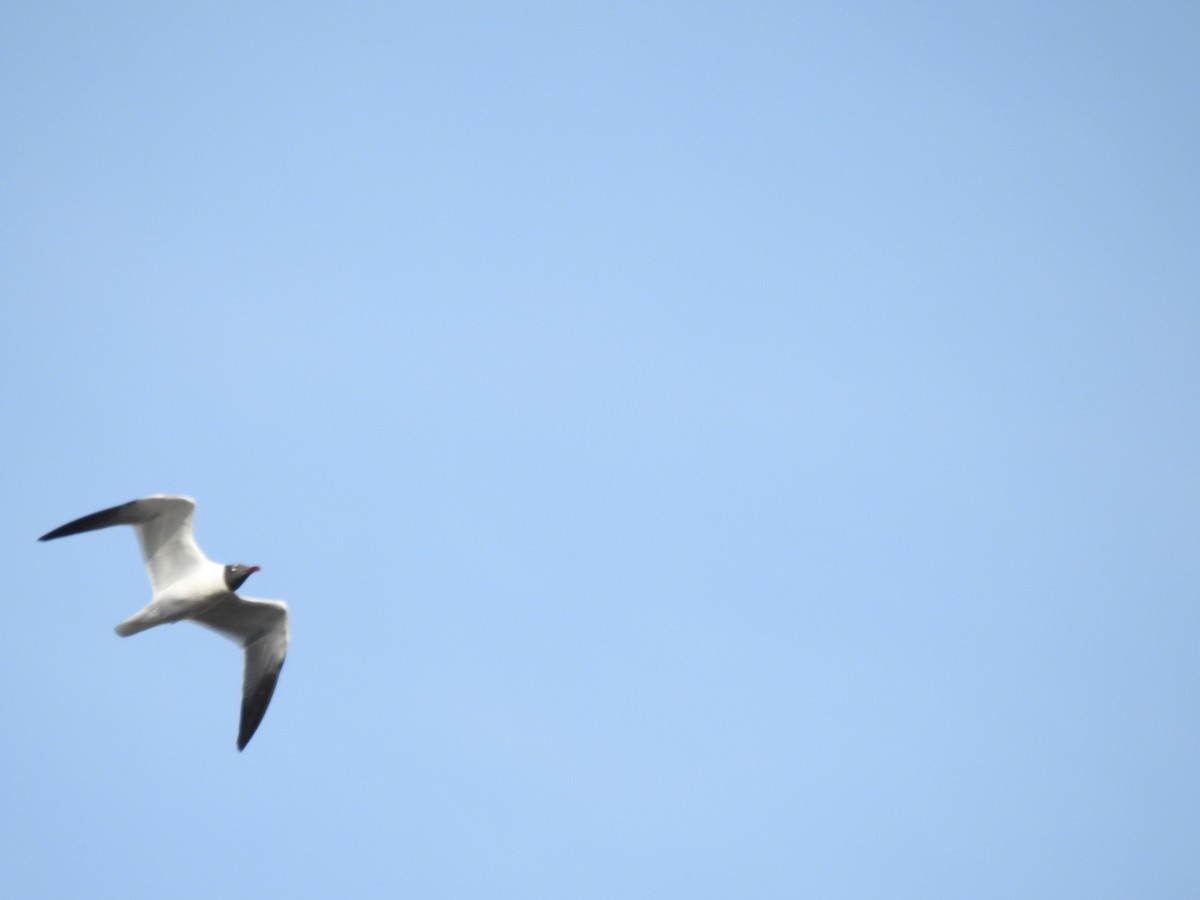 Laughing Gull - ML618916837