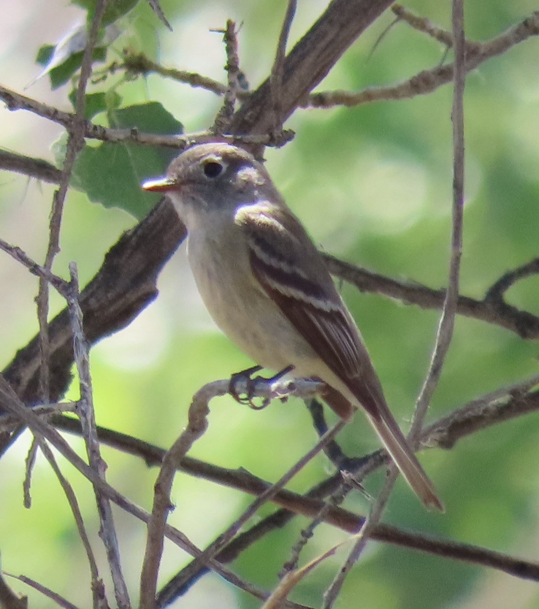 Dusky Flycatcher - ML618916844