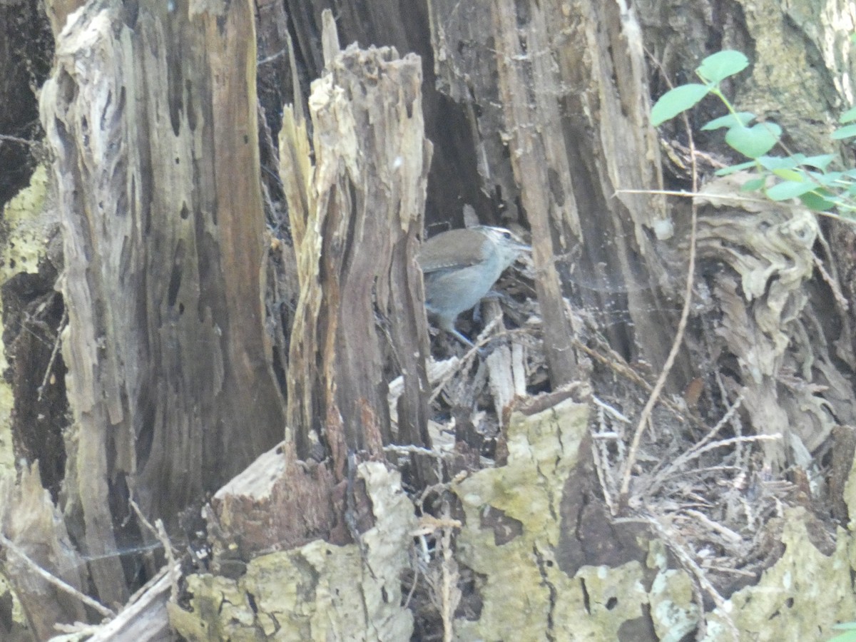 Bewick's Wren - ML618916845