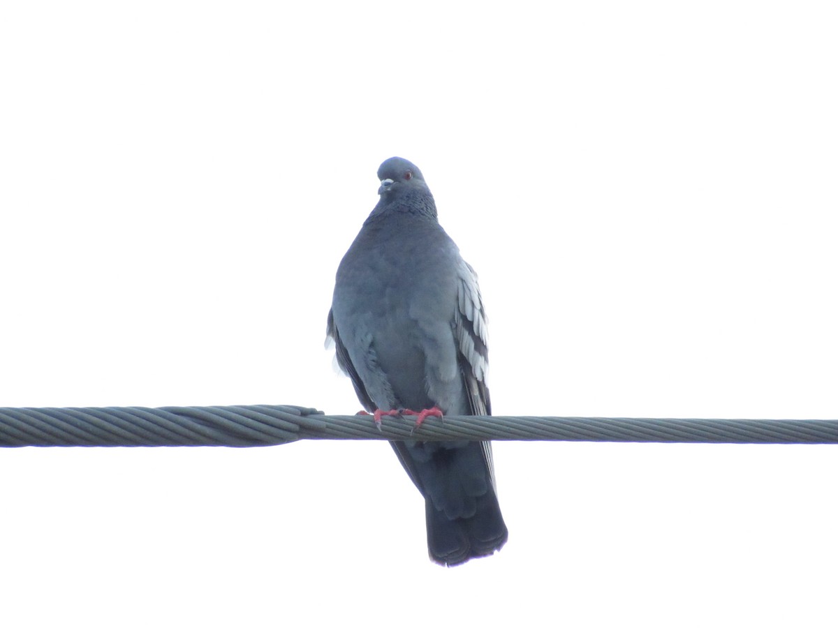 Сизый голубь (Одомашненного типа) - ML618916851