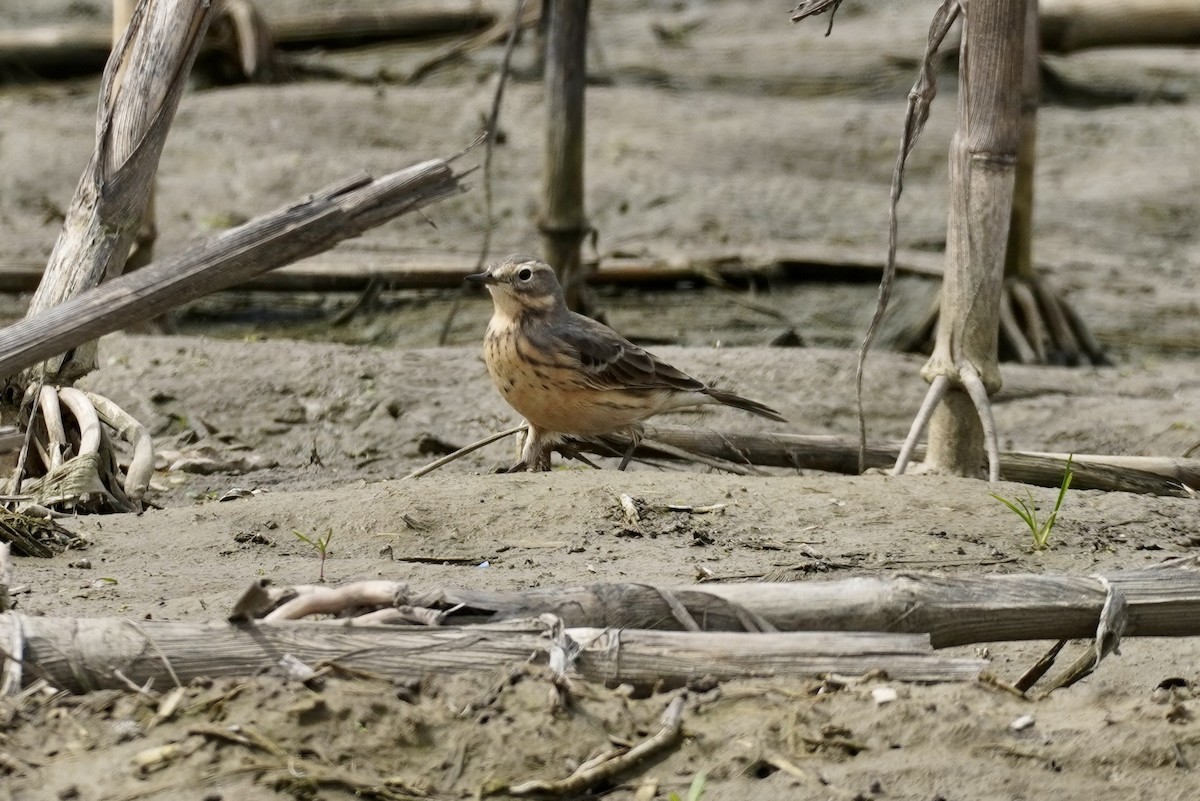 American Pipit - Terry Bohling