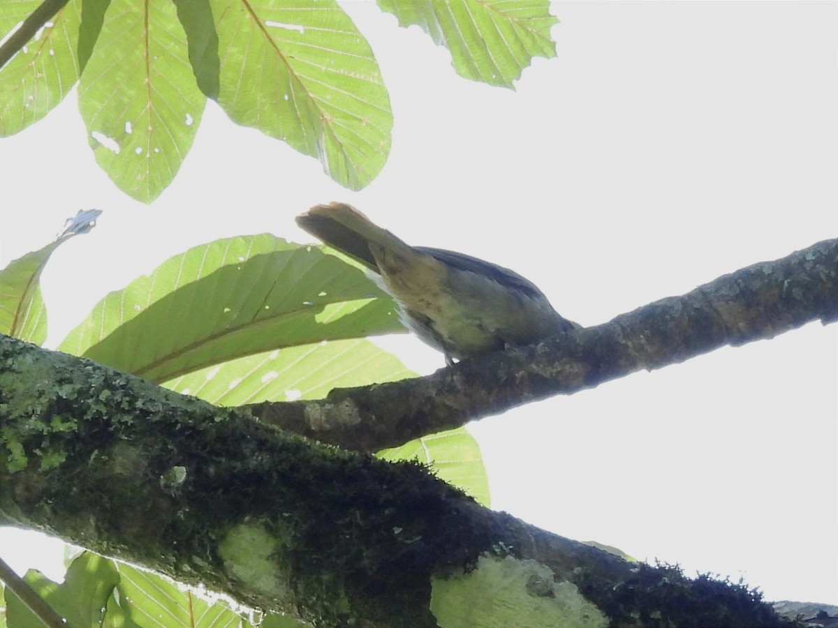 Buff-throated Saltator - Jhon Carlos Andres Rivera Higuera