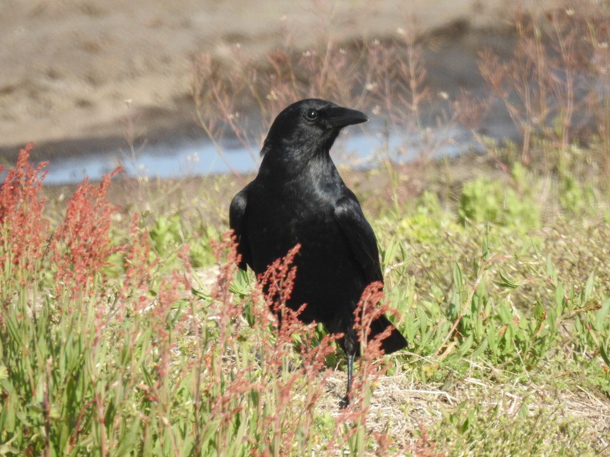 Fish Crow - Victor Lefevre