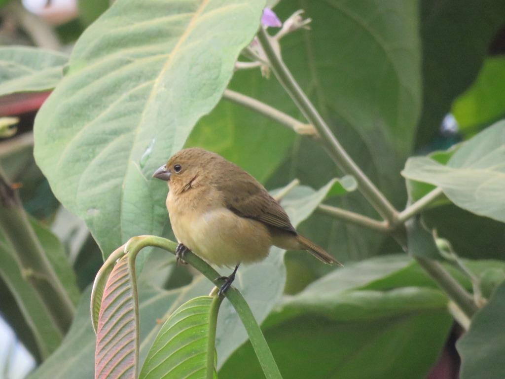 Yellow-bellied Seedeater - ML618916882