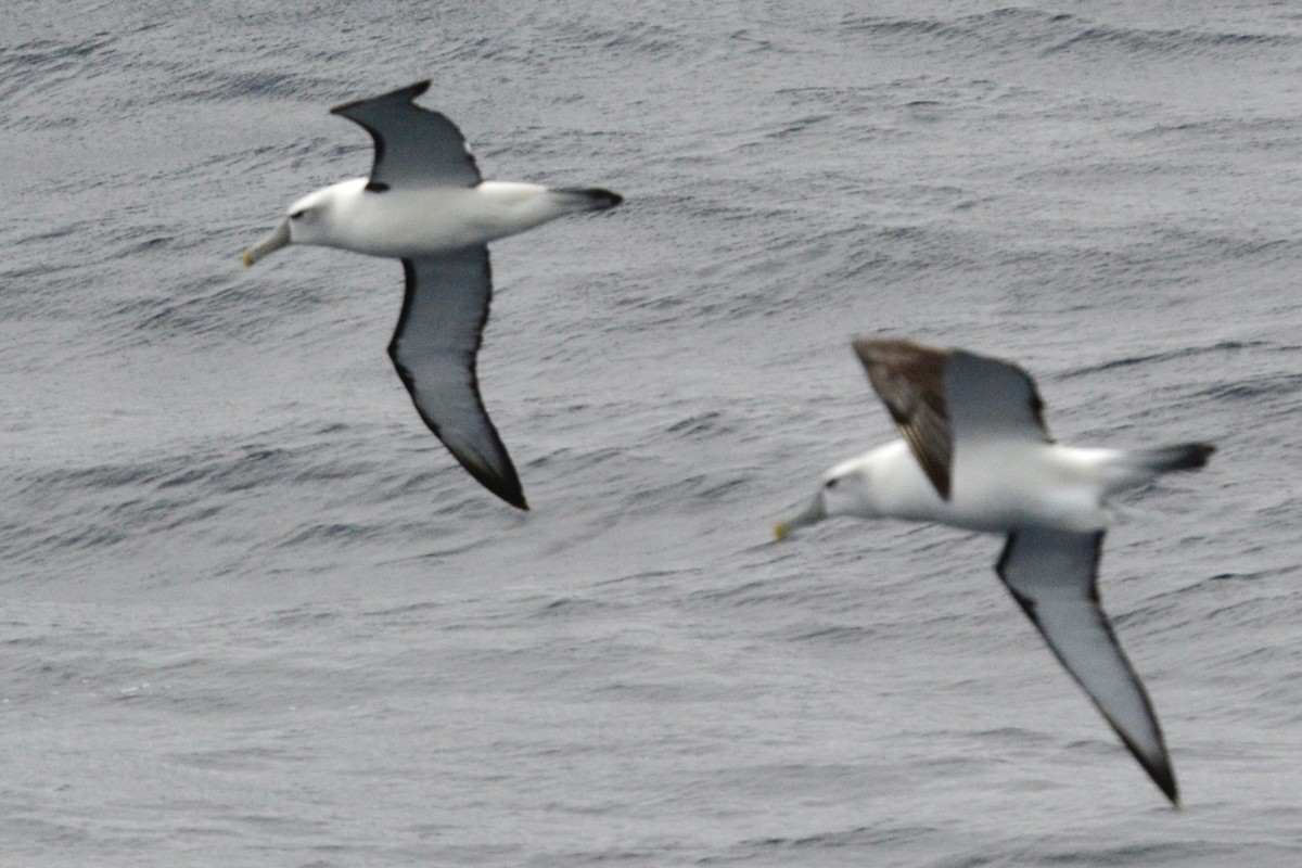 White-capped Albatross - Jeffrey  Pozner