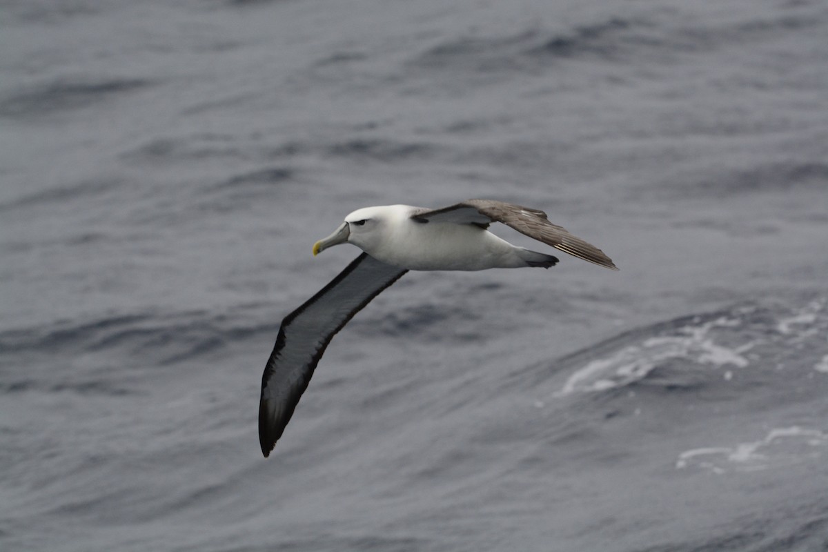 White-capped Albatross - Jeffrey  Pozner