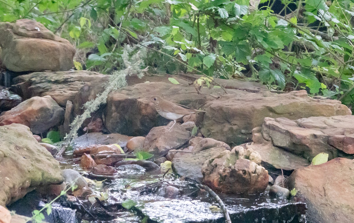 Swainson's Thrush - ML618916893