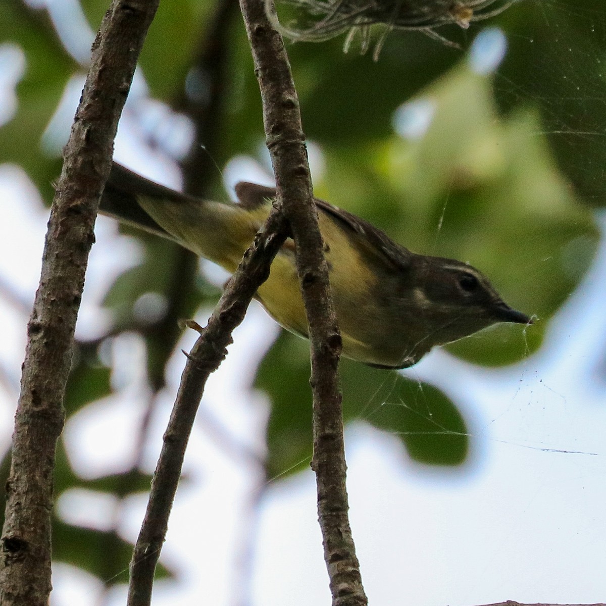 Black-throated Blue Warbler - Katie Sheppard