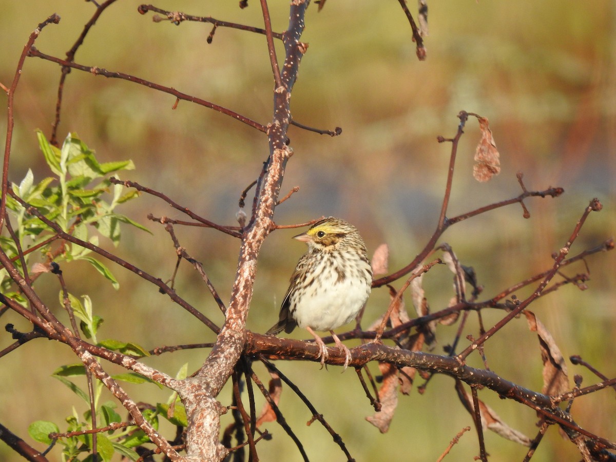 Savannah Sparrow - ML618916904