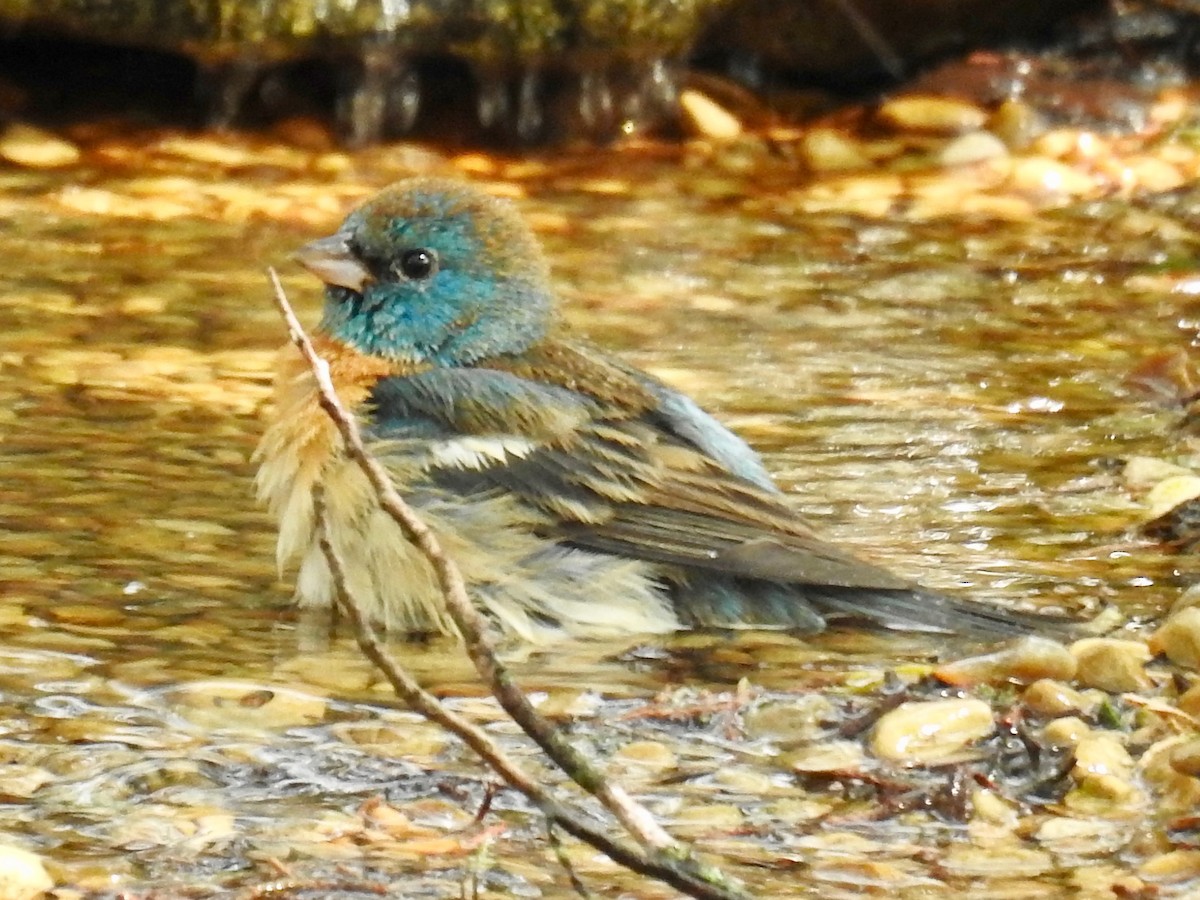 Lazuli Bunting - ML618916920