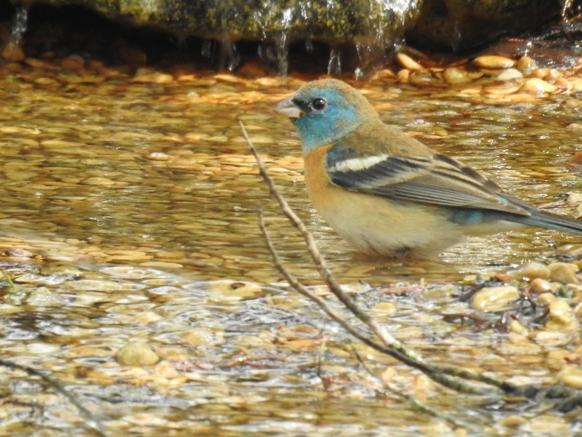 Lazuli Bunting - ML618916939