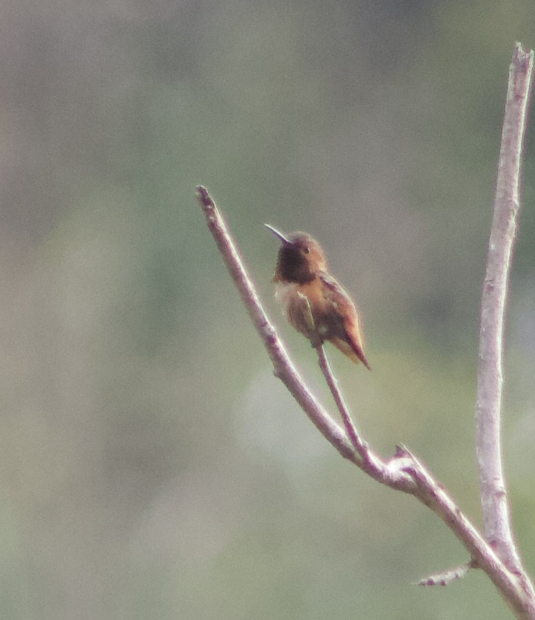 Allen's Hummingbird - Caitlin Eldridge