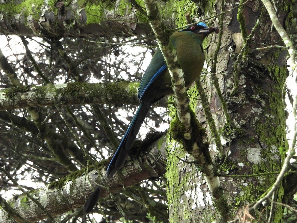 Andean Motmot - Ricardo  Sanchez