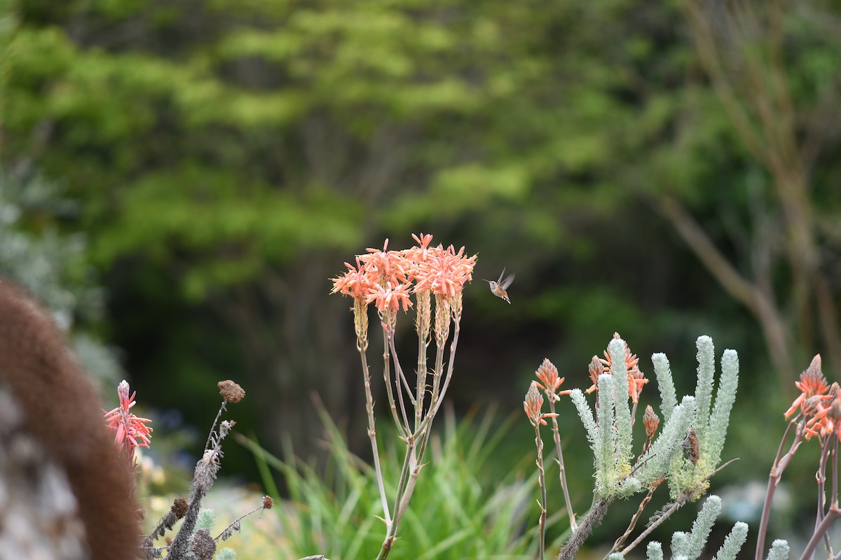 Rufous/Allen's Hummingbird - Julia Koldobskiy