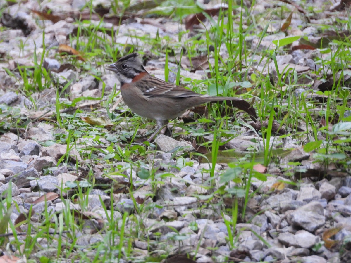 Rufous-collared Sparrow - ML618916965