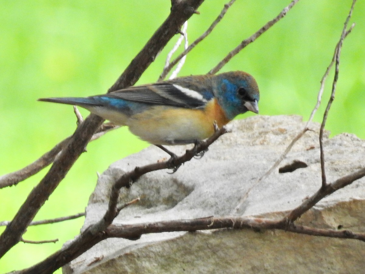 Lazuli Bunting - ML618916966