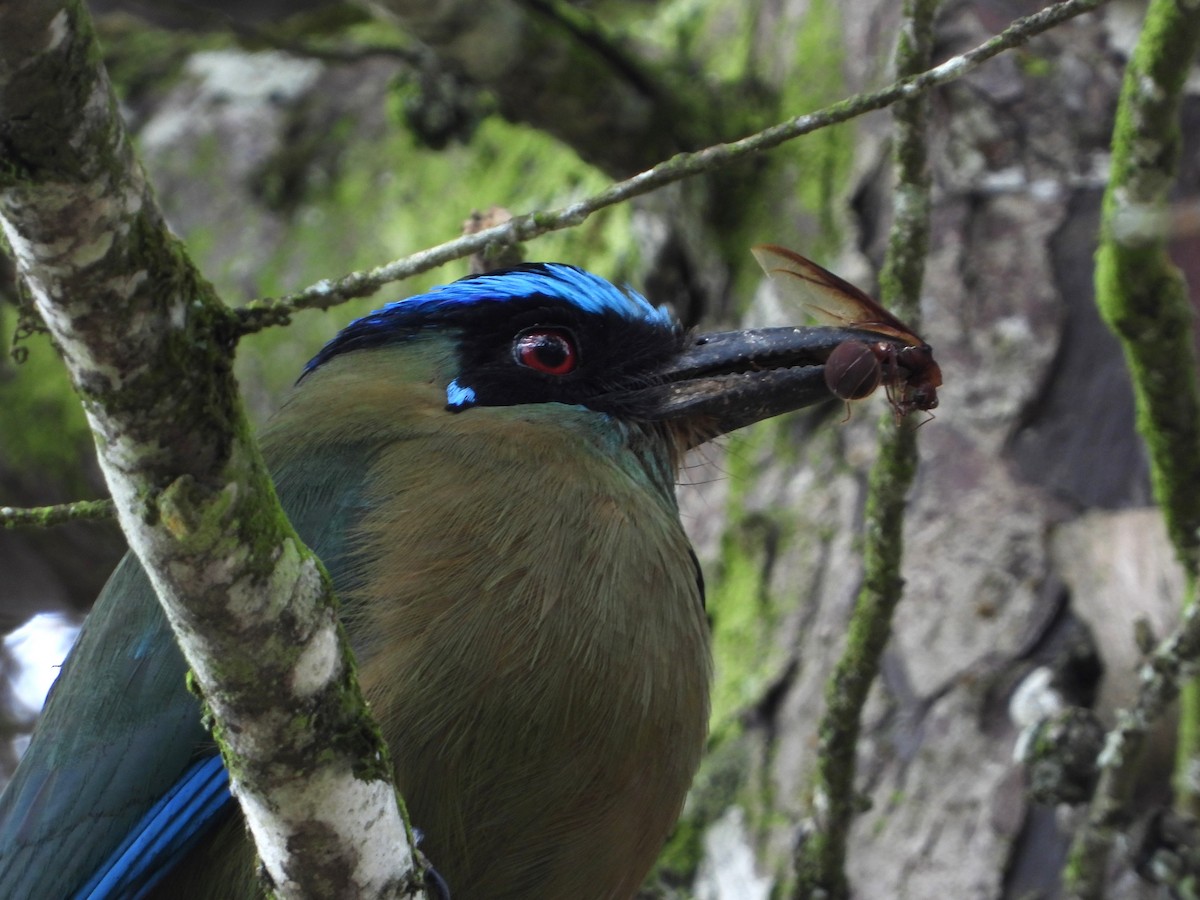 Andean Motmot - Ricardo  Sanchez