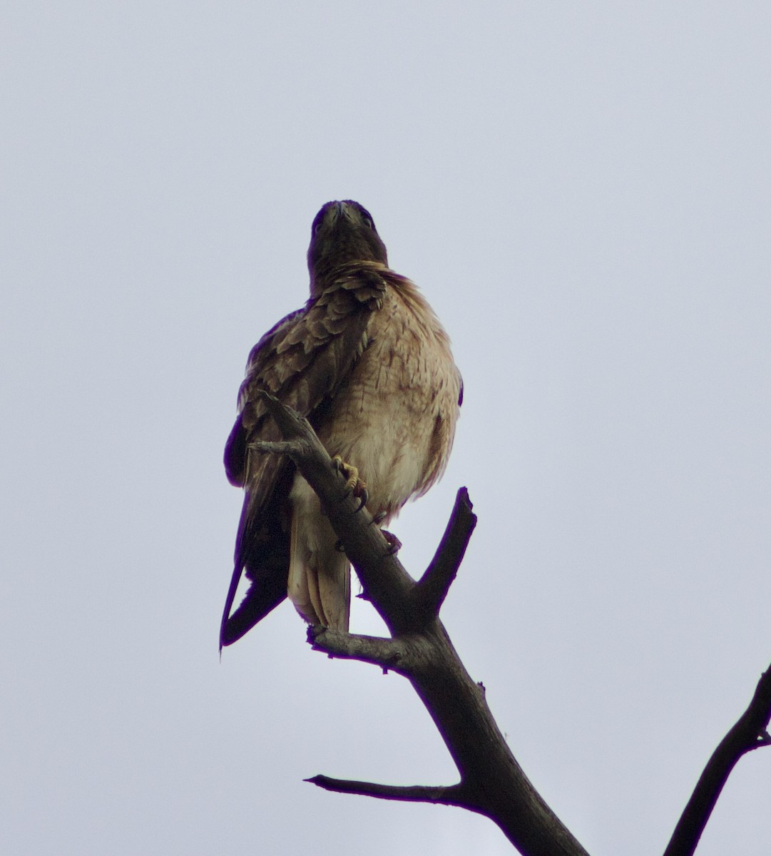 Red-tailed Hawk - Caitlin Eldridge