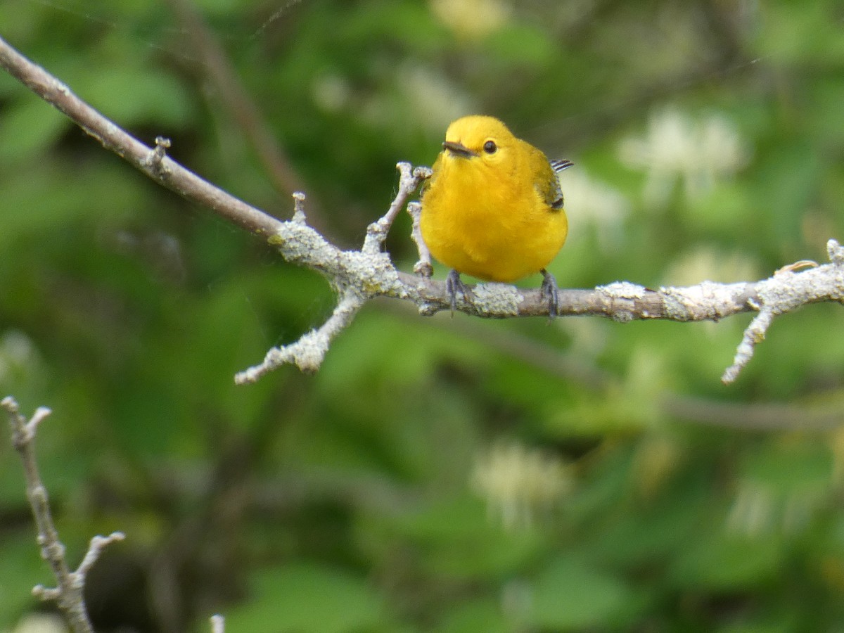 Prothonotary Warbler - ML618916985