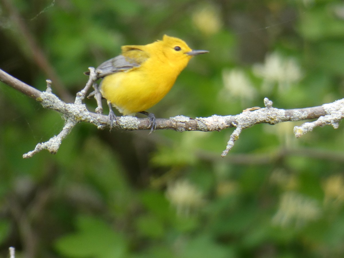 Prothonotary Warbler - ML618916988