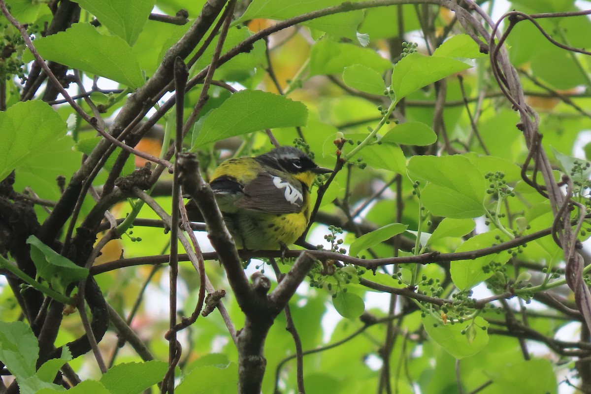 Magnolia Warbler - Lea Shaw