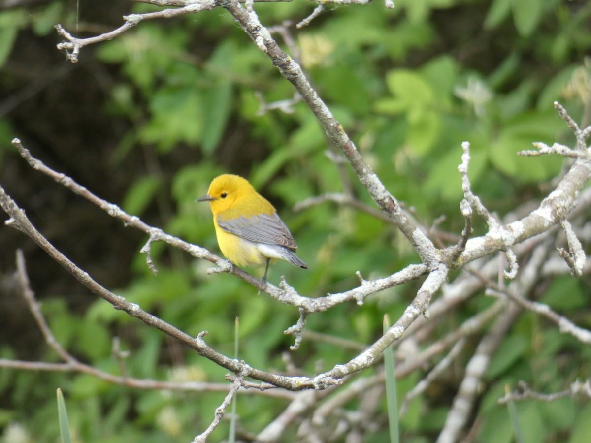 Prothonotary Warbler - ML618916992