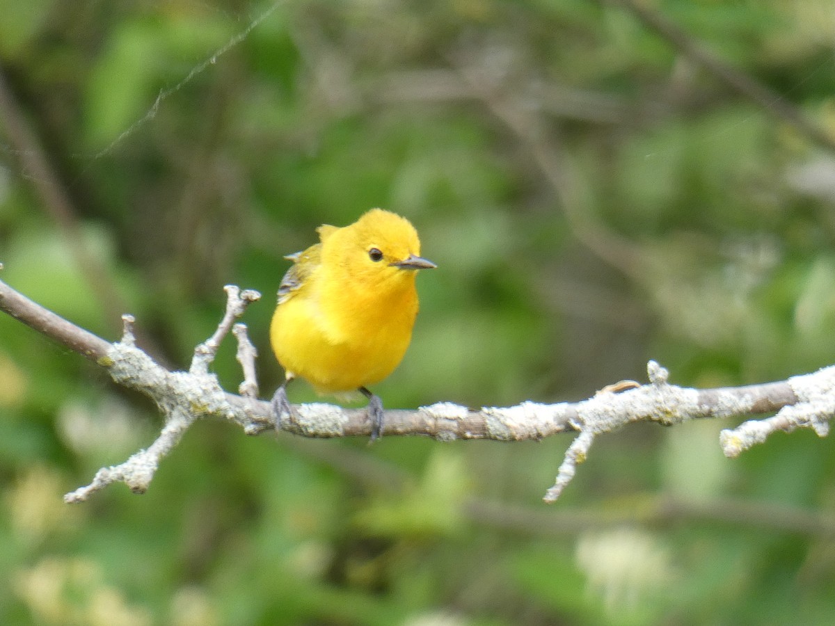 Prothonotary Warbler - ML618916993