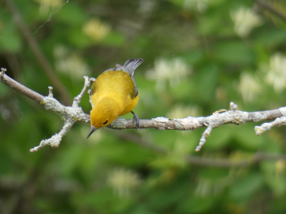 Prothonotary Warbler - ML618916994