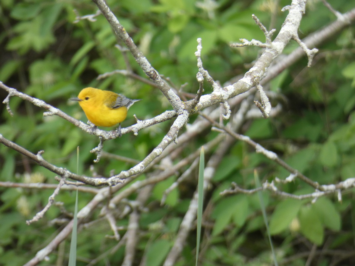 Prothonotary Warbler - ML618916997