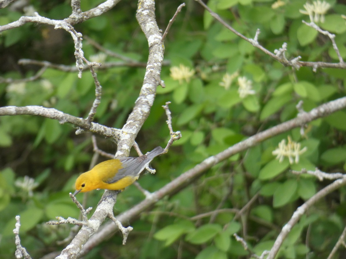 Prothonotary Warbler - ML618916998