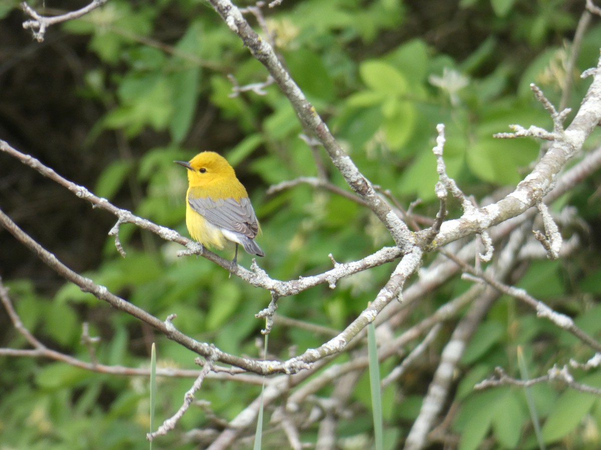 Prothonotary Warbler - ML618916999