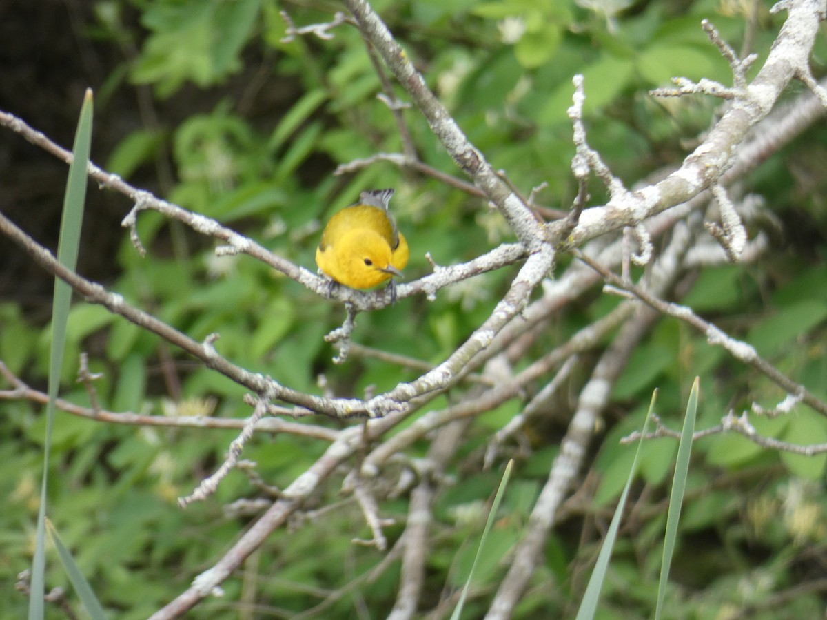 Prothonotary Warbler - ML618917000