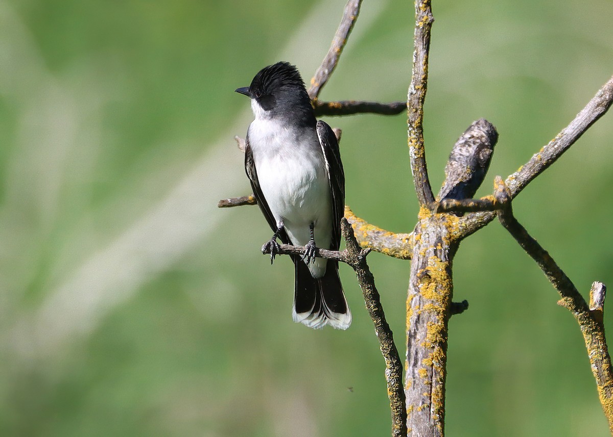 Eastern Kingbird - Gary and Jan Small