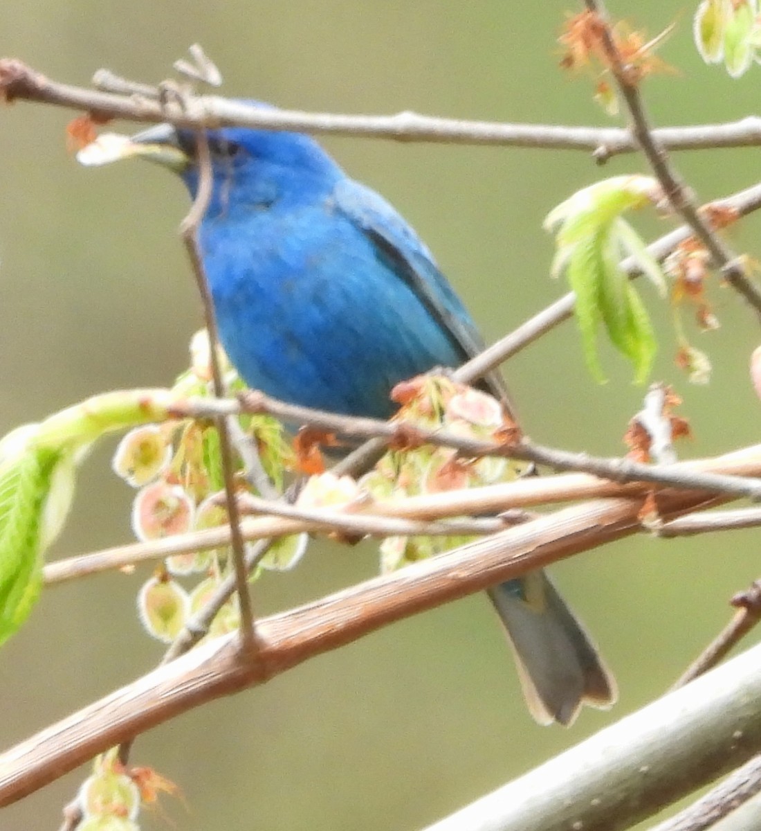 Indigo Bunting - alan murray