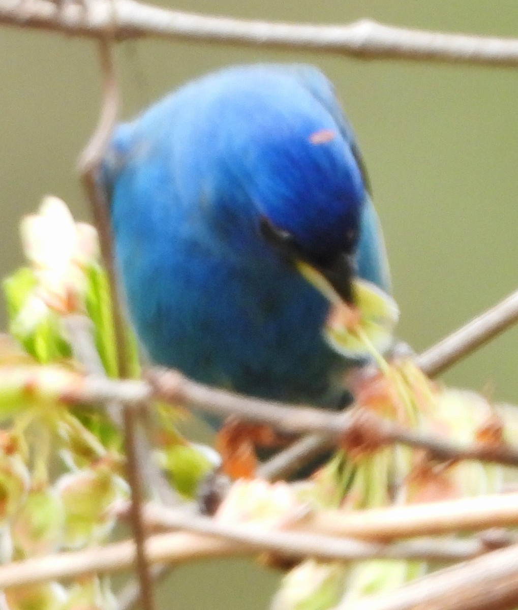 Indigo Bunting - alan murray