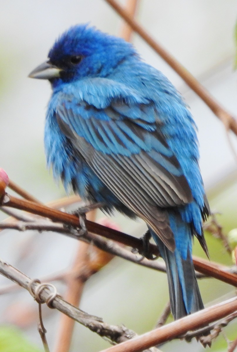 Indigo Bunting - alan murray