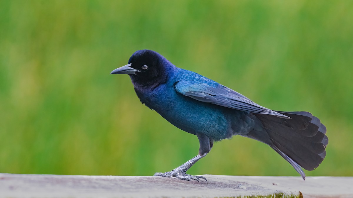 Boat-tailed Grackle - Jim Merritt