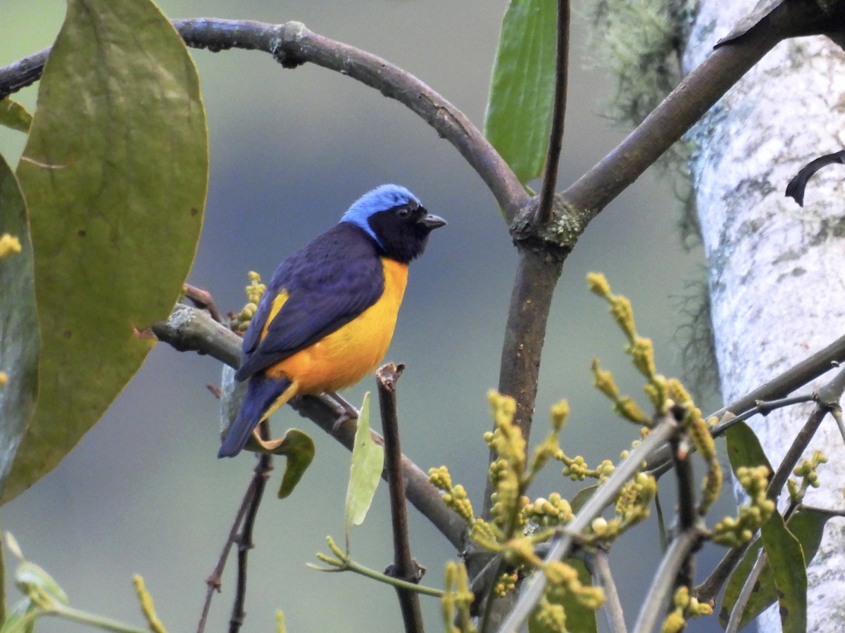 Golden-rumped Euphonia - Jhon Carlos Andres Rivera Higuera