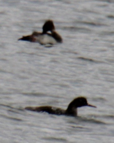 Red-breasted Merganser - ML618917043