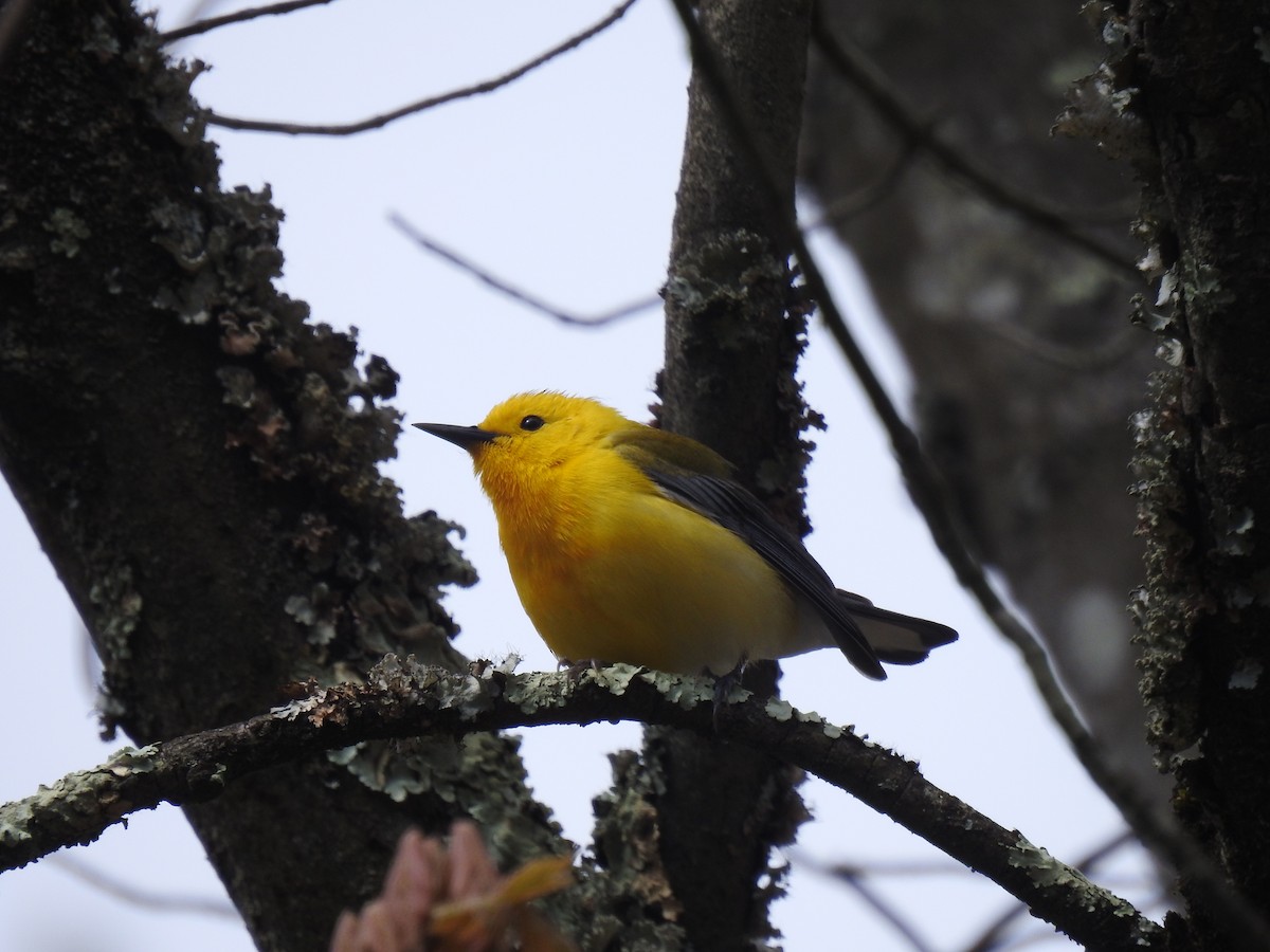 Prothonotary Warbler - ML618917051