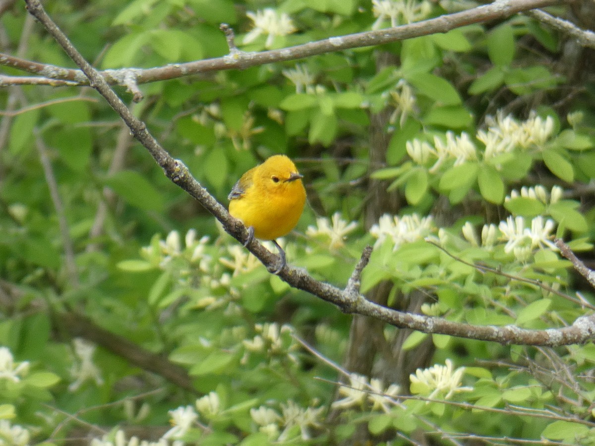 Prothonotary Warbler - ML618917054