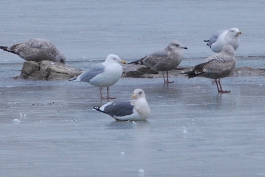 Slaty-backed Gull - roy sorgenfrei