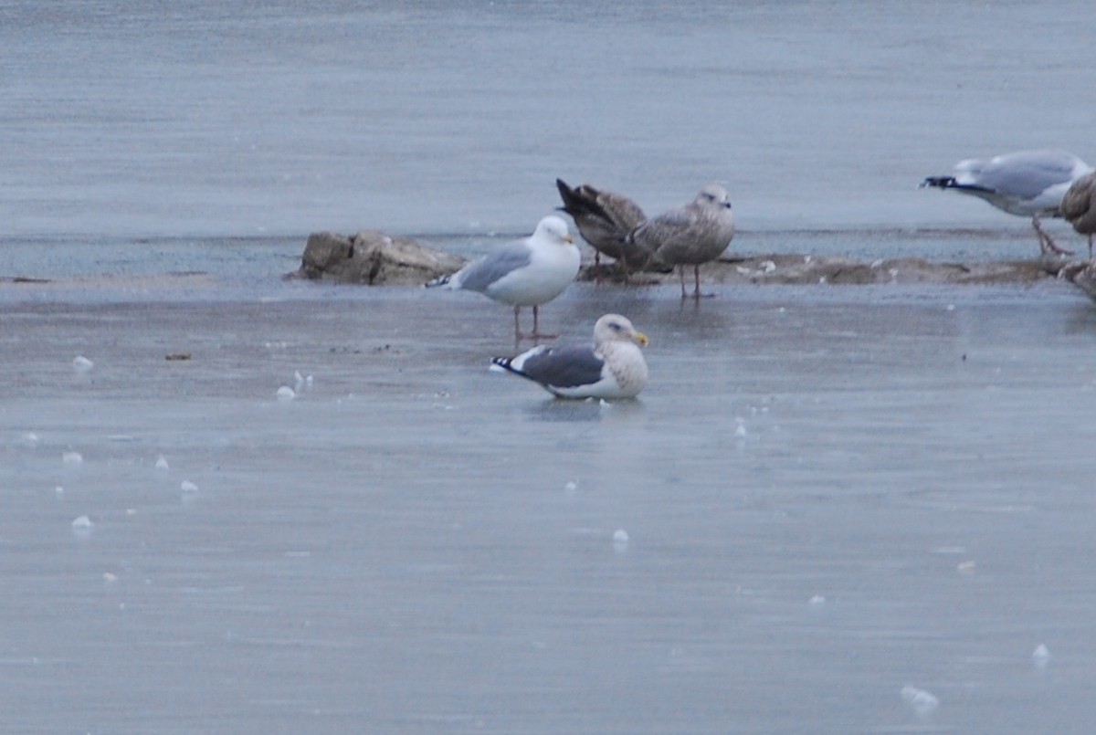 Slaty-backed Gull - ML618917064