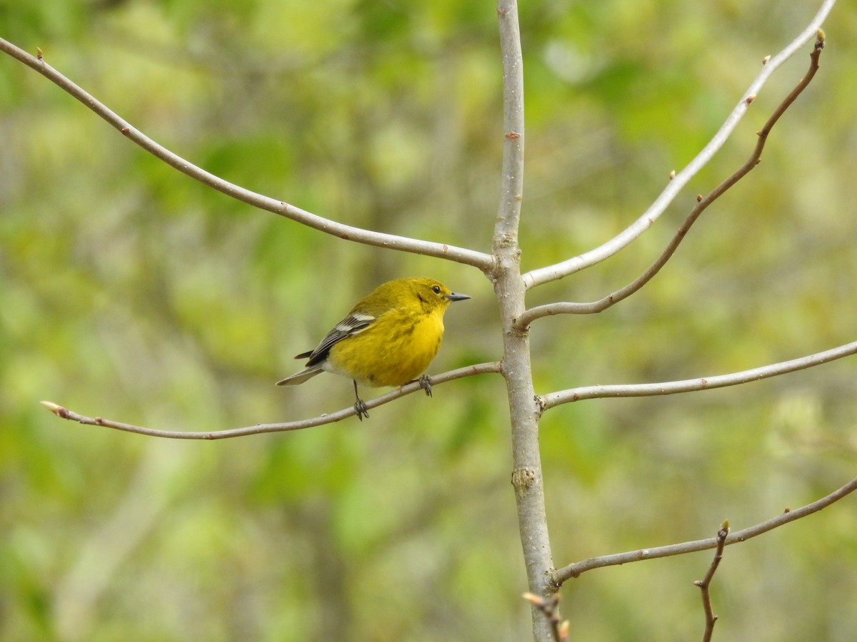 Pine Warbler - Victor Lefevre