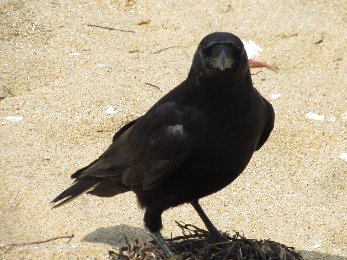 American Crow - ML618917077