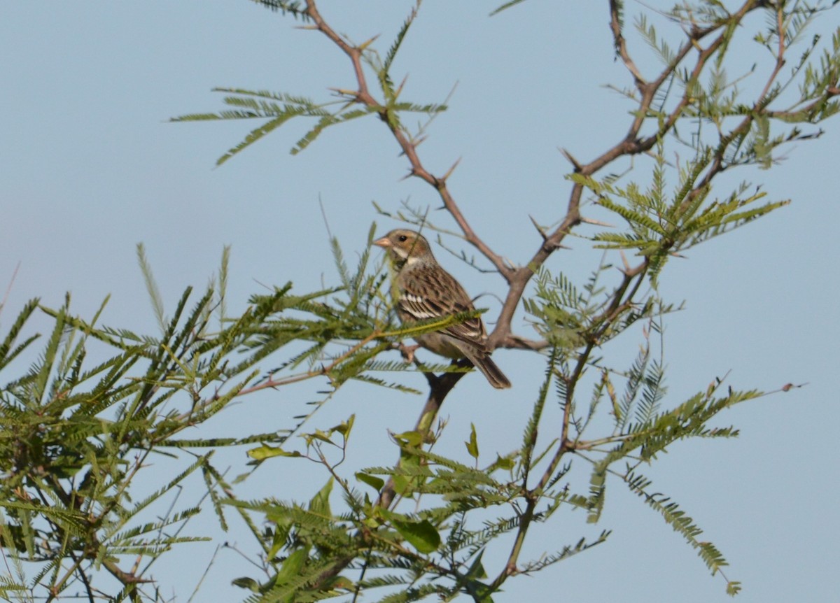 Mourning Sierra Finch - Jose Navarro