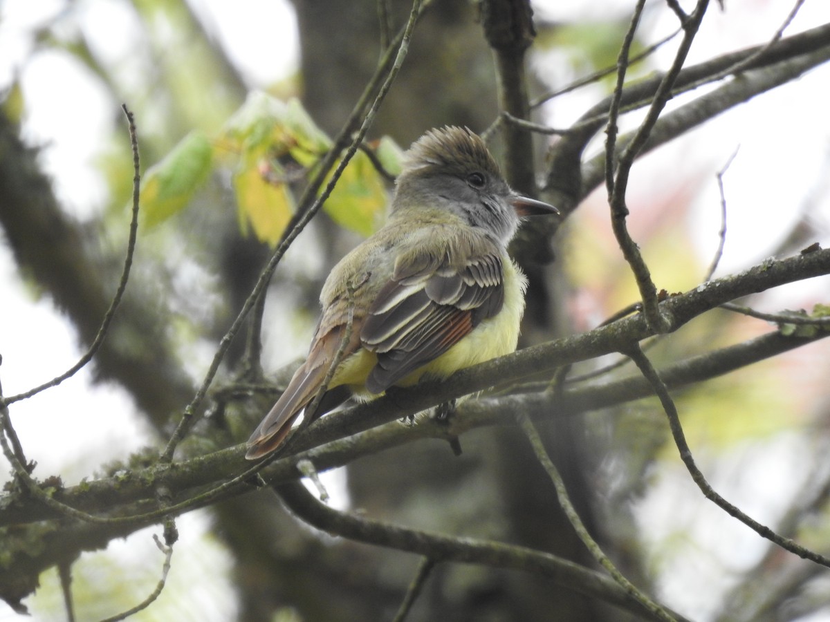 Great Crested Flycatcher - ML618917090