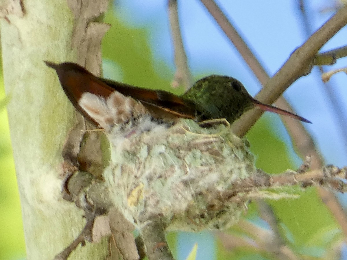 Berylline Hummingbird - Robb Welch